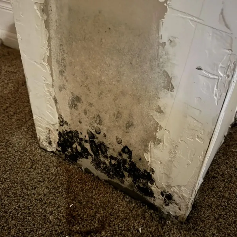 Professional Mold Removal in Taylorsville, KY